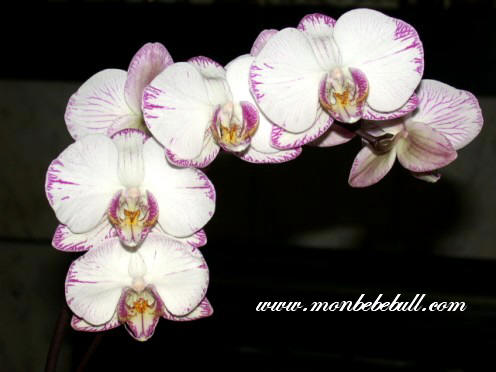 Phalaenopsis 3.jpg